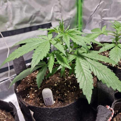 Orange Bud growlog timeline photo