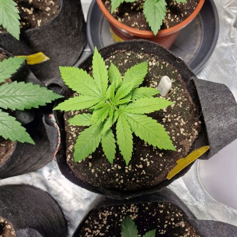 Super Lemone Haze  growlog timeline photo