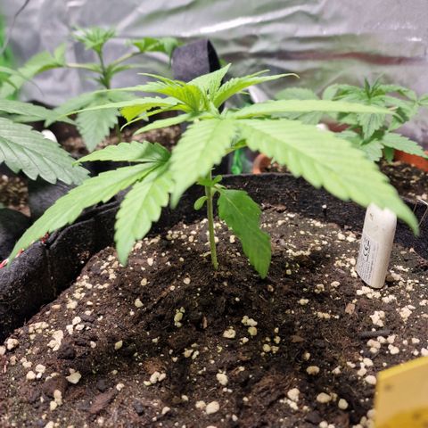 Super Lemone Haze  growlog timeline photo