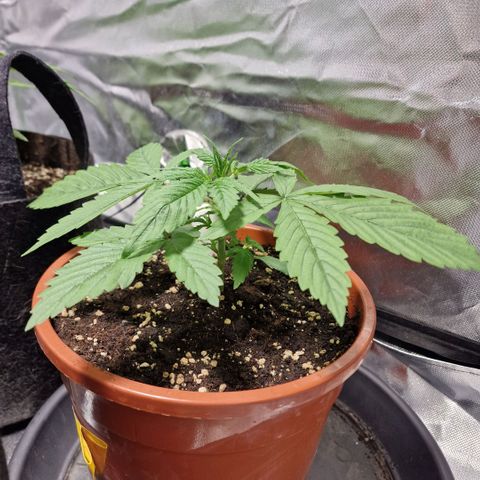 Skunk growlog timeline photo