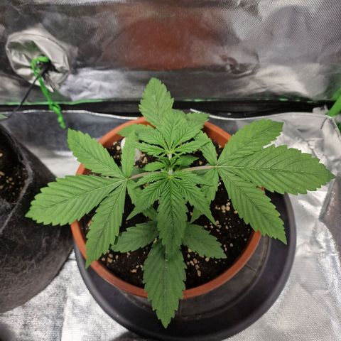 Skunk growlog timeline photo
