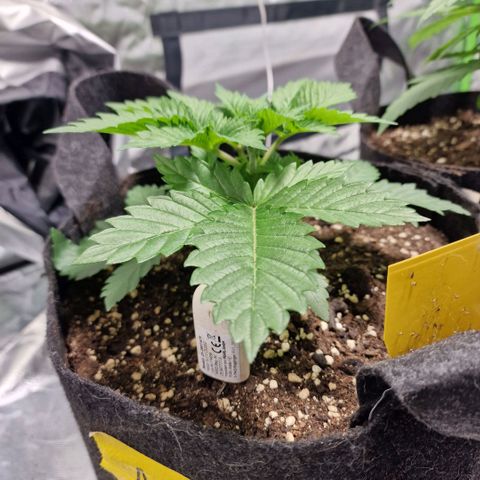 Northern Lights  growlog timeline photo