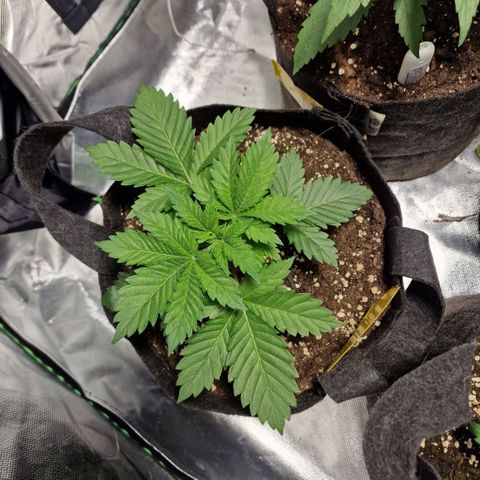 Northern Lights  growlog timeline photo