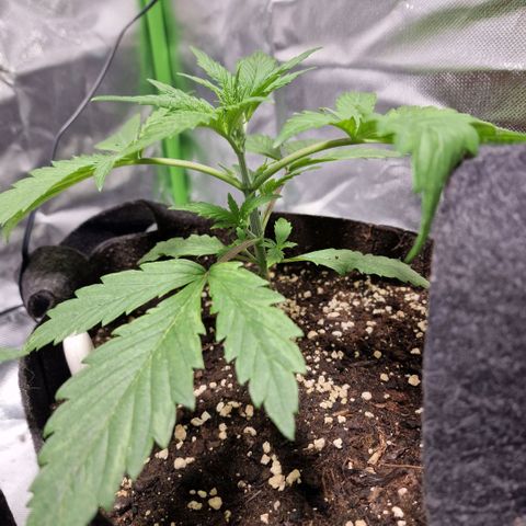 Passion Fruit  growlog timeline photo