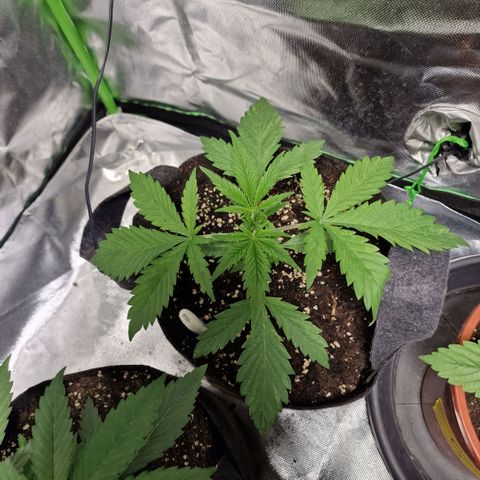 Passion Fruit  growlog timeline photo