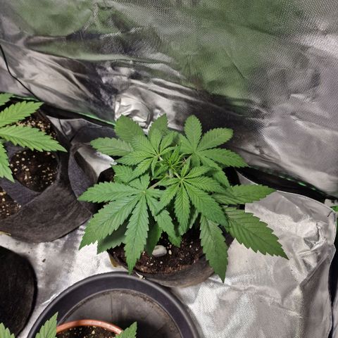 Orange Bud growlog timeline photo
