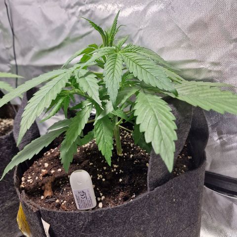 Orange Bud growlog timeline photo
