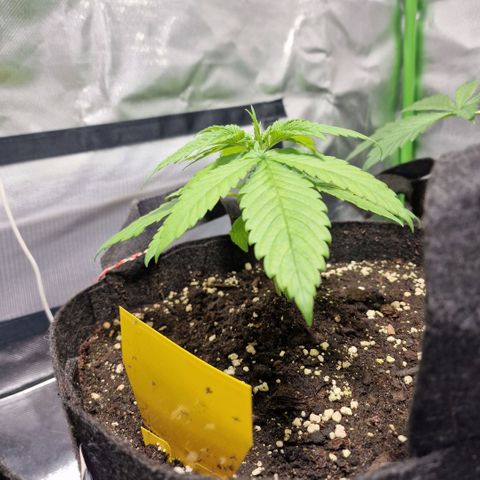 Super Lemone Haze  growlog timeline photo