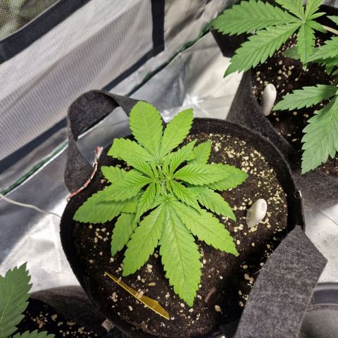 Super Lemone Haze  growlog timeline photo