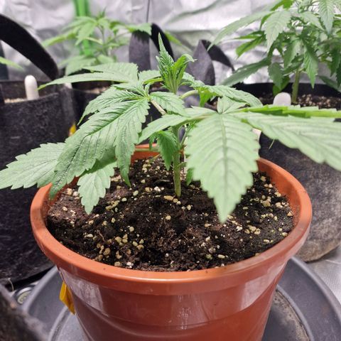 Skunk growlog timeline photo