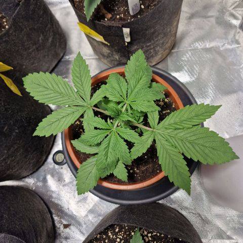 Skunk growlog timeline photo