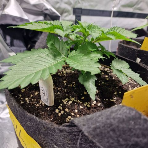 Northern Lights  growlog timeline photo