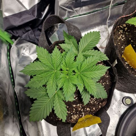 Northern Lights  growlog timeline photo