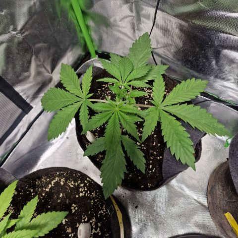 Passion Fruit  growlog timeline photo