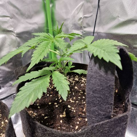 Passion Fruit  growlog timeline photo