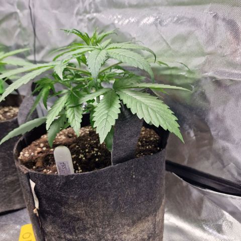 Orange Bud growlog timeline photo