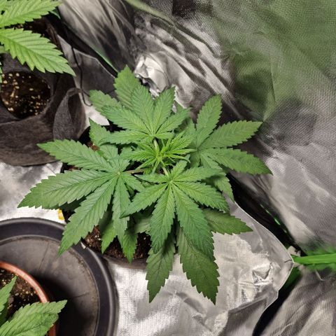 Orange Bud growlog timeline photo