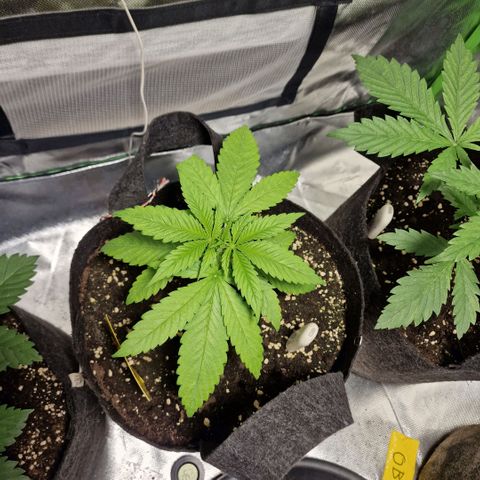 Super Lemone Haze  growlog timeline photo