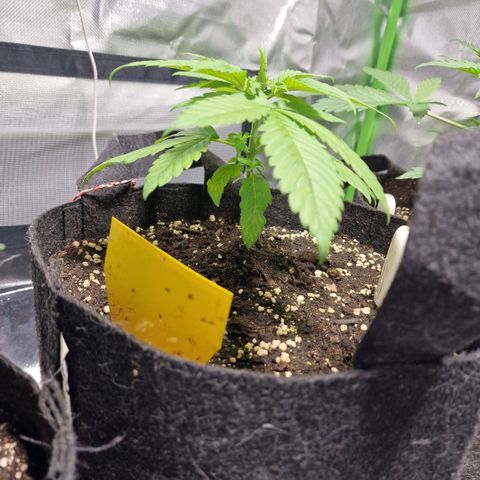 Super Lemone Haze  growlog timeline photo