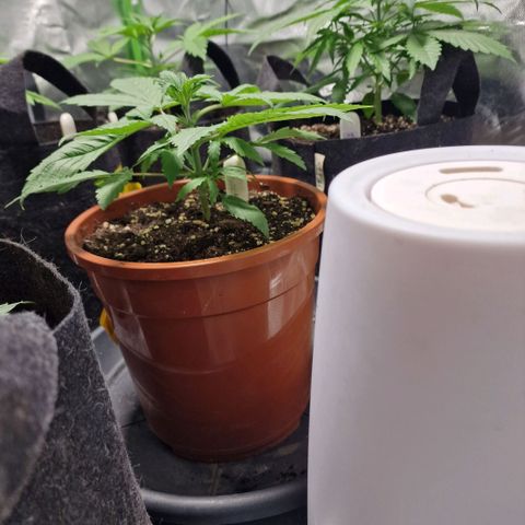 Skunk growlog timeline photo