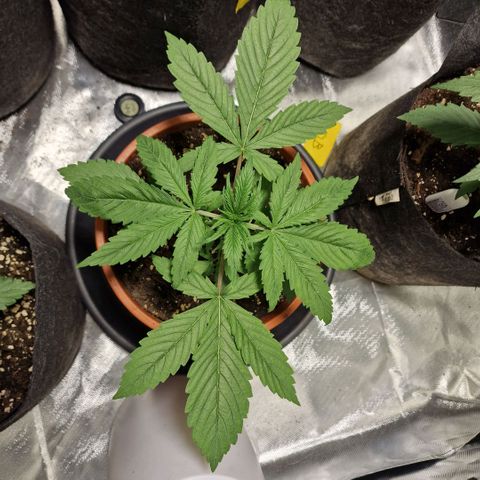 Skunk growlog timeline photo