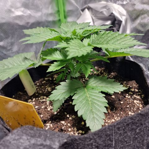 Northern Lights  growlog timeline photo