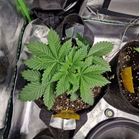 Northern Lights  growlog timeline photo