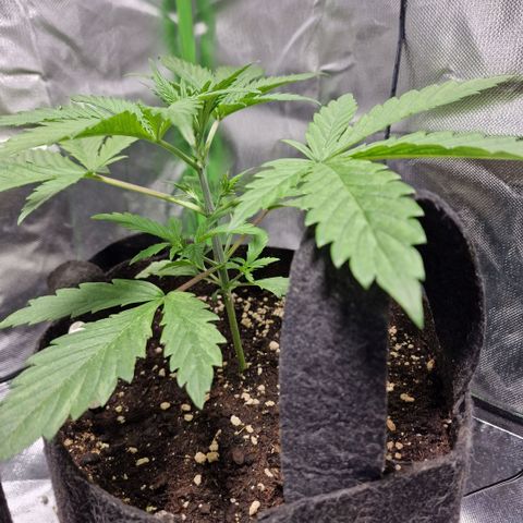 Passion Fruit  growlog timeline photo