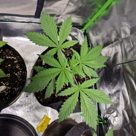 Passion Fruit  growlog timeline photo