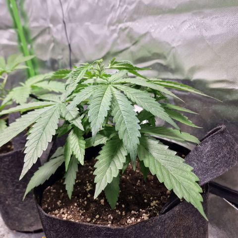 Orange Bud growlog photo: Fimming