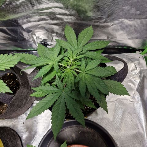 Orange Bud growlog photo: Fimming