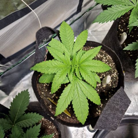 Super Lemone Haze  growlog timeline photo