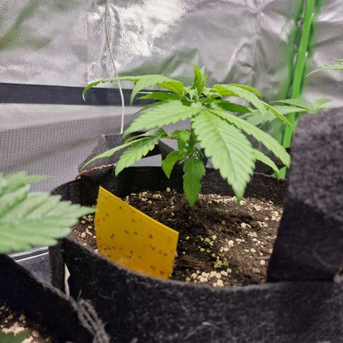 Super Lemone Haze  growlog timeline photo