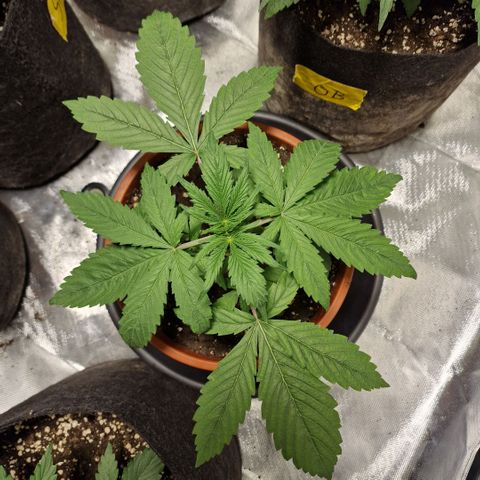 Skunk growlog timeline photo