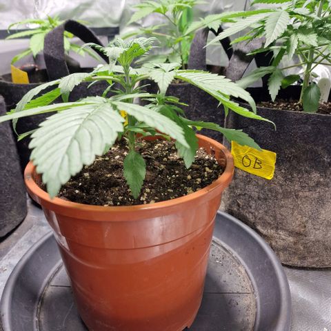 Skunk growlog timeline photo