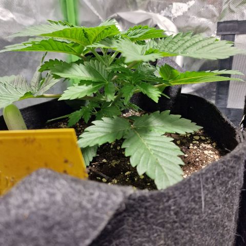 Northern Lights  growlog timeline photo