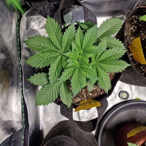 Northern Lights  growlog timeline photo