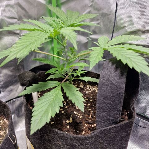 Passion Fruit  growlog timeline photo