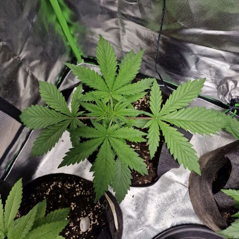 Passion Fruit  growlog timeline photo