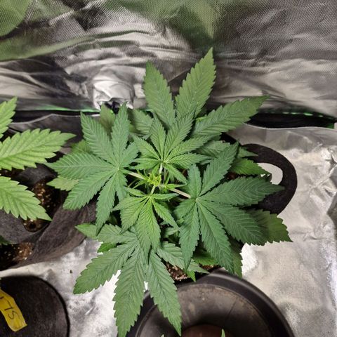 Orange Bud growlog timeline photo