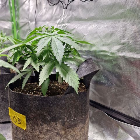 Orange Bud growlog timeline photo