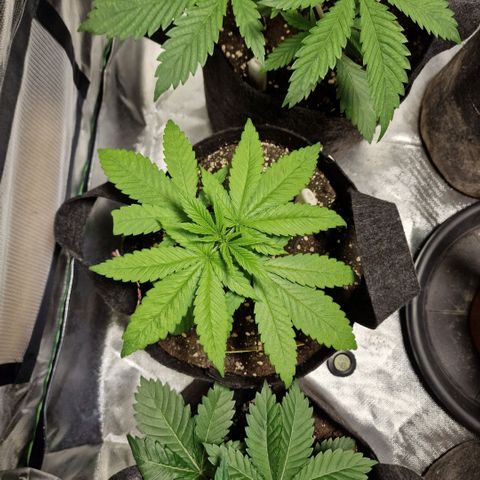 Super Lemone Haze  growlog timeline photo