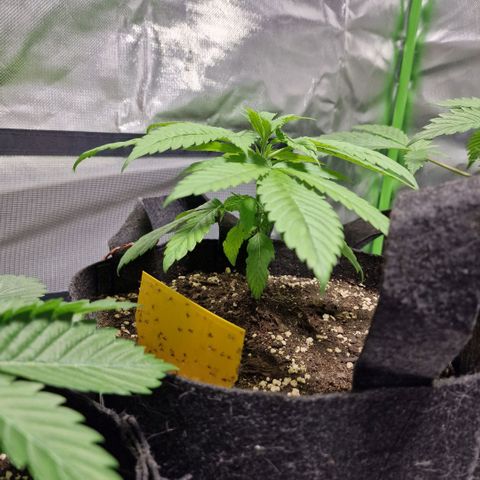Super Lemone Haze  growlog timeline photo