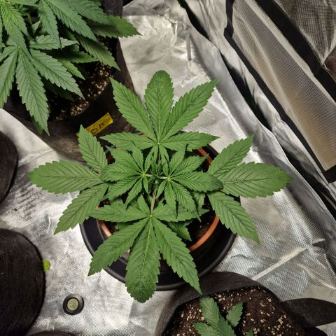 Skunk growlog timeline photo