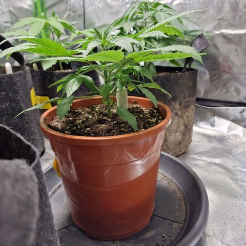 Skunk growlog timeline photo