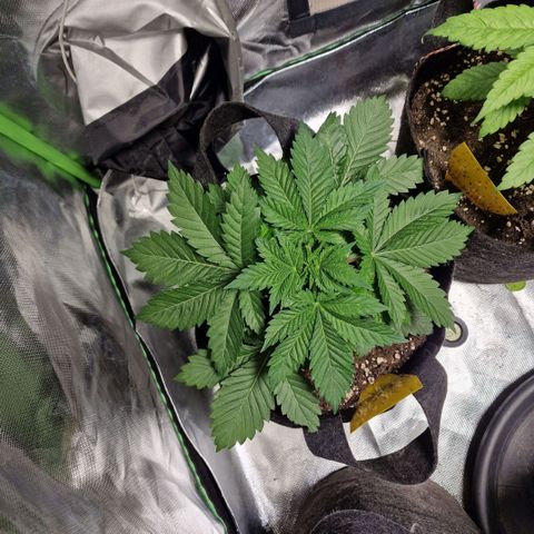 Northern Lights  growlog timeline photo
