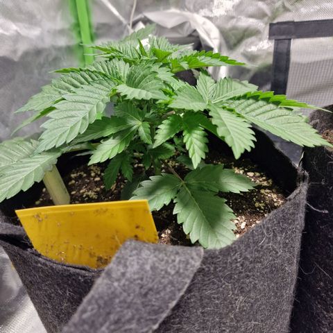 Northern Lights  growlog timeline photo
