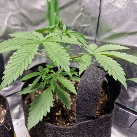 Passion Fruit  growlog timeline photo