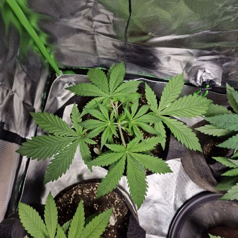 Passion Fruit  growlog timeline photo