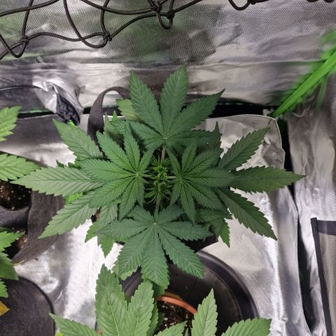 Orange Bud growlog timeline photo